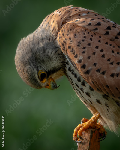 Billede på lærred Sharp wildlife image of a common kestrel perched on a wooden post against a soft green background