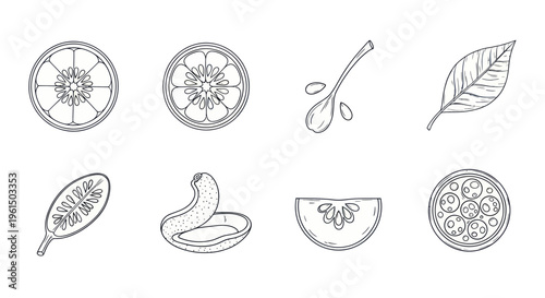 Hand drawn botanical sketch of citrus fruit slices, seeds, leaf and pod outlines, perfect for culinary, herbal, and natural product design