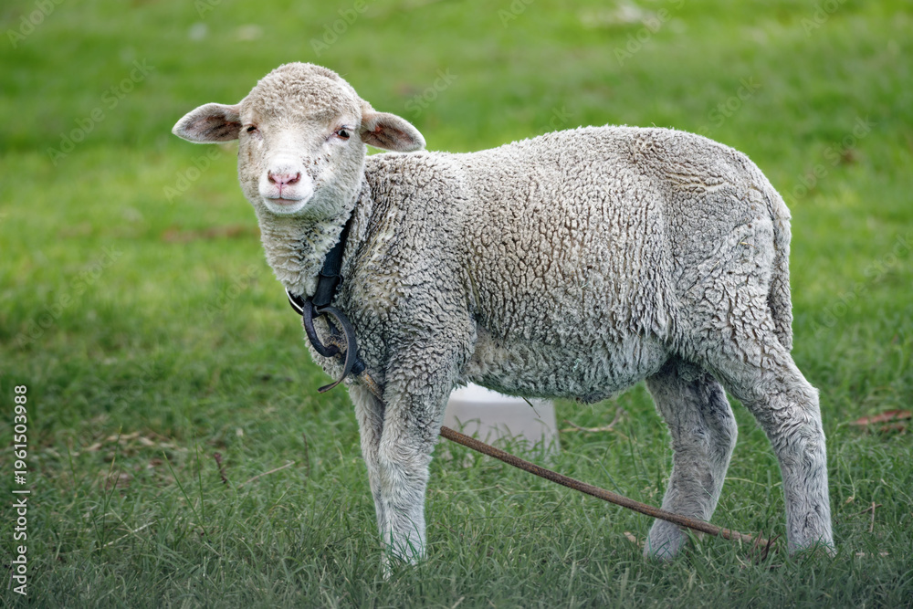 Fototapeta premium Corriedale lamb standing in green pasture looking