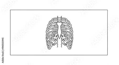 Clean line art illustration of a human rib cage for anatomical and medical education resources