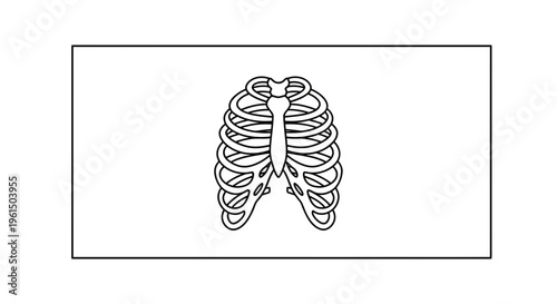 Simplified human rib cage diagram for anatomy education and medical illustration