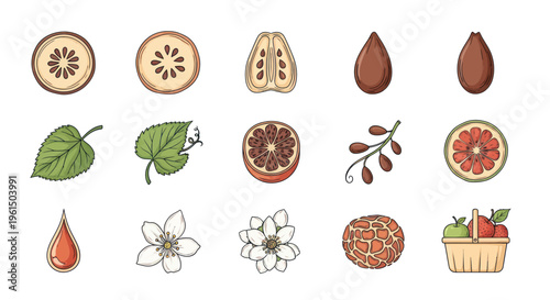 Hand-drawn quince fruit elements including slices, seeds, leaves, flowers, and a basket with quince and apple, perfect for organic and natural design projects