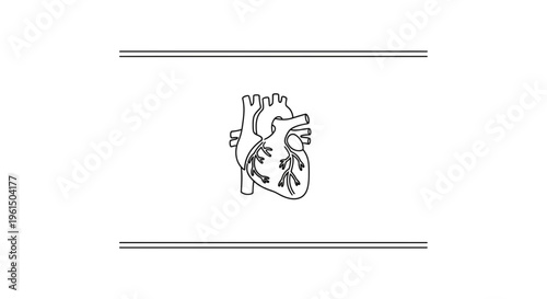 Detailed anatomical rendering of the human heart in clean line art style for health awareness and