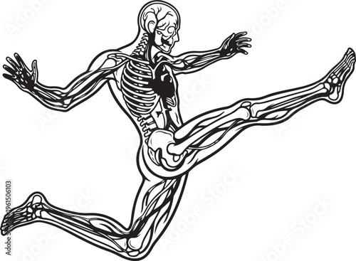 Human Anatomical Illustration Showing Skeleton and Circulatory System in Motion, Athlete Body with Heart, Arteries, and Veins, Medical Science Concept.