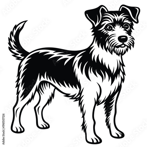 Black and white of a standing terrier dog
