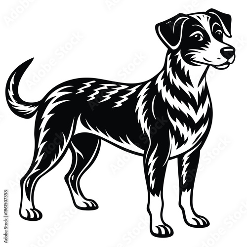 Dog with floppy ears standing black white