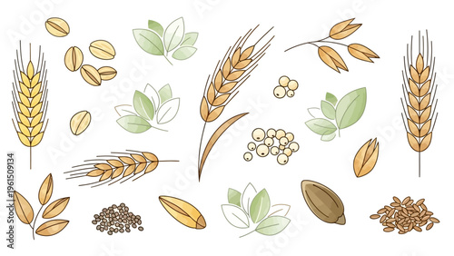 Fotografie Assorted Wheat Ears and Grains Illustration.