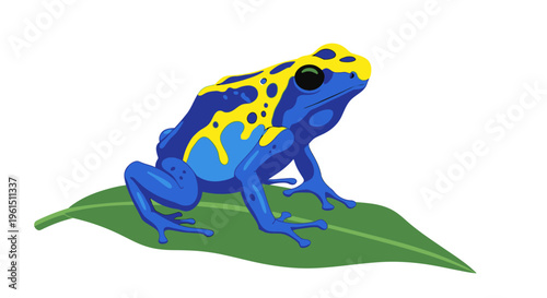 Poison dart frog on a leaf.