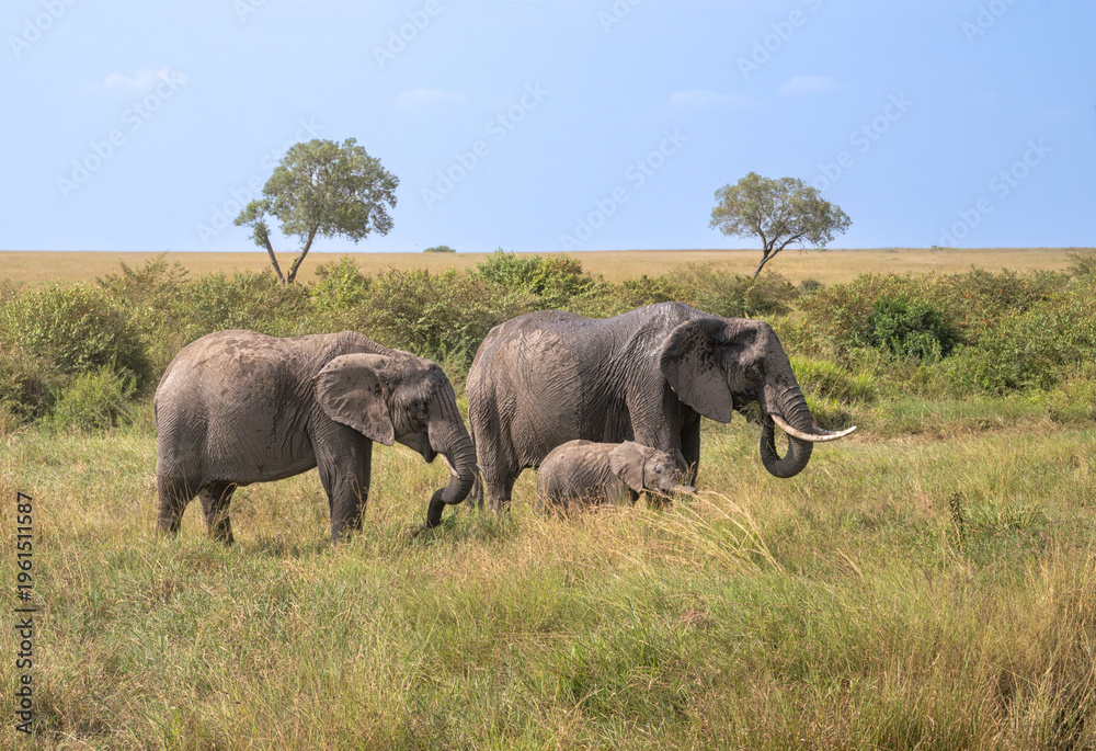 Fototapeta premium Elephants mom and child feeding in savanna grassland, Maasai Mara National Park, Kenya