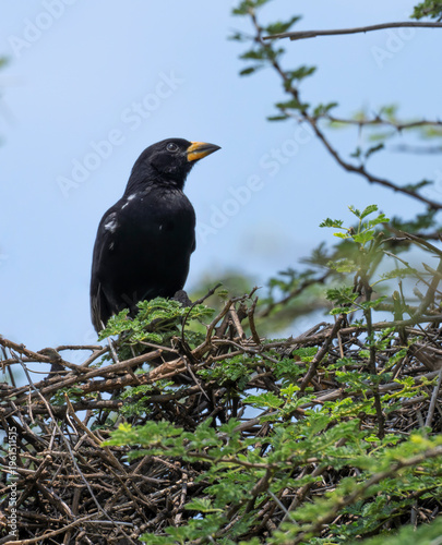 Vieillot’s Black Weaver (Ploceus nigerrimus) at Lake Bogoria, Kenya