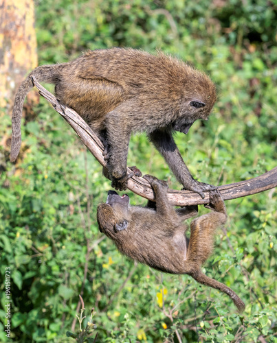 Olive baboon (Papio anubis) babies playing in Nakuru National Park, Kenya