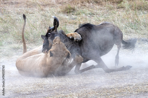 Female African lion (Panthera leo) hunting and killing a blue wildebeest (Connochaetes taurinus), Maasai Mara National Reserve, Kenya