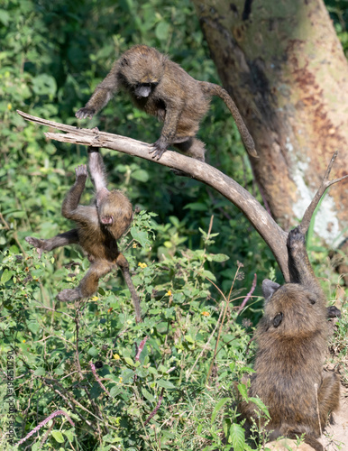 Olive baboon (Papio anubis) babies playing in Nakuru National Park, Kenya