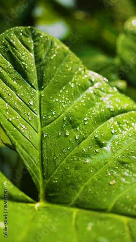 Close up of dewy green leaves in morning light