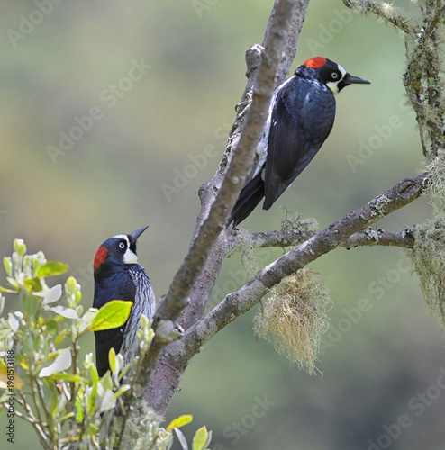 Couple of Acorn Woodpeckers (Melanerpes formicivorus) perched on the tree branch in San Gerardo de Dota, Costa Rica