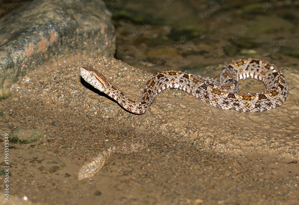 Obraz premium Fer‑de‑Lance Pit Viper (Bothrops asper) in Tropical Creek at Night, Costa Rica