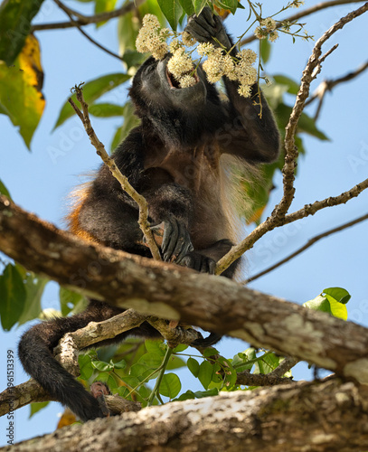 Mantled howler monkey (Alouatta palliata) eating flowers, Corcovado National Park, Costa Rica