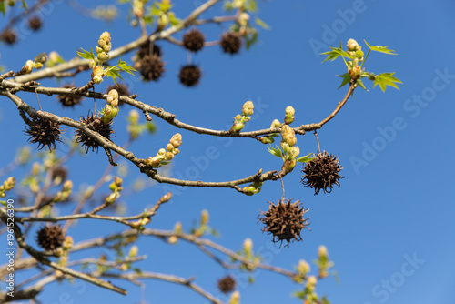 First flowers of Liquidambar styraciflua. American sweetgum tree ball and mature spiny seed pod gainst the blue sky