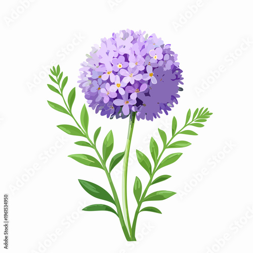 Purple allium flower with green leaves with transparent background