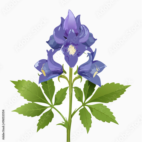 Purple delphinium flower with green leaves isolated