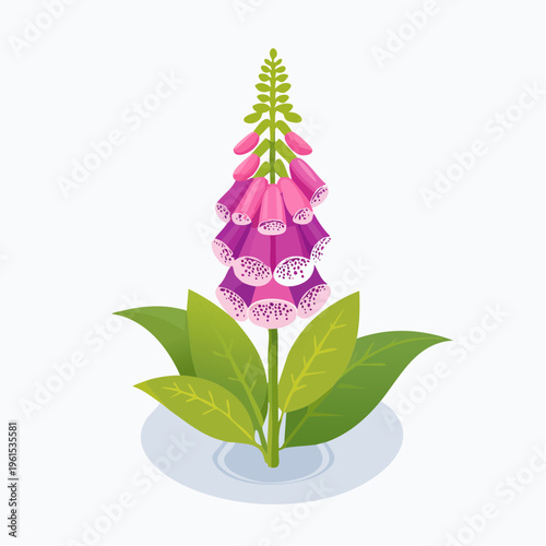 Purple foxglove flower with green leaves