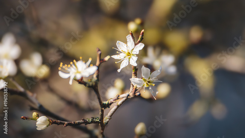 Wild Apple blossom, in strong spring sunshine, Hauxley Nature Reserve, Northumberland, March 2026. 