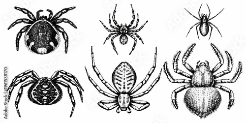 Vintage style illustration of various spider species in black and white