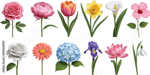 Collection of twelve colorful flowers including rose, peony, tulip, daffodil, calla lily, hibiscus, lotus, iris, hydrangea, gerbera, snowdrop, botanical illustration