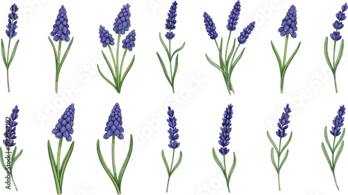 Lavender Flower Vector Set Featuring Purple Botanical Sprigs, Aromatic Herb Illustrations, and Floral Elements for Natural, Cosmetic, and Garden Design