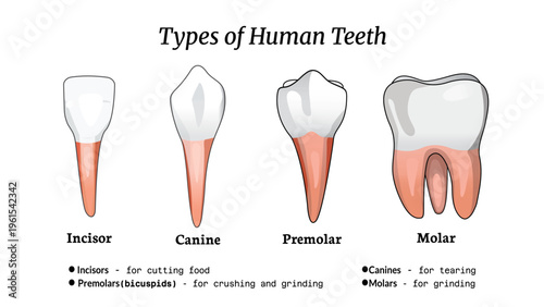 Types of teeth with a brief explanation, incisors, canines, premolars, molars