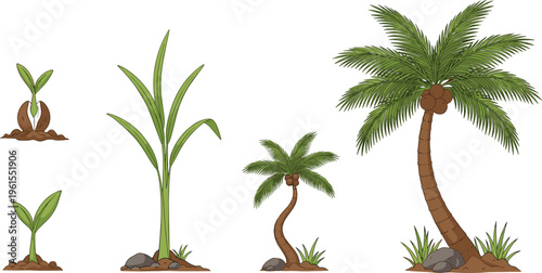 Palm tree growth stages set with sprout, young plant and mature tropical tree, botanical lifecycle vector illustration isolated