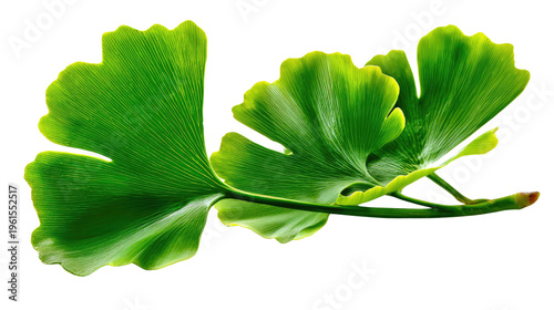 Ginkgo Biloba Leaf: a pair of vibrant green ginkgo biloba leaves, showcasing the beauty of the natural world and their unique fan-shaped design. 