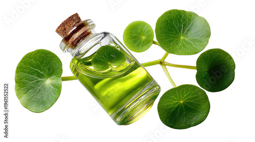 Centella Asiatica Oil: A glass bottle filled with Centella Asiatica oil, symbolizing natural beauty and wellness, lies besides fresh Centella Asiatica leaves.