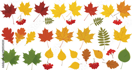 Autumn leaves vector set with maple, oak and rowan foliage, colorful fall nature collection isolated on white background illustration