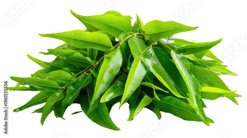 Fresh Green Leaves: A vibrant pile of fresh green leaves, showcasing the beauty of nature's botanical bounty.