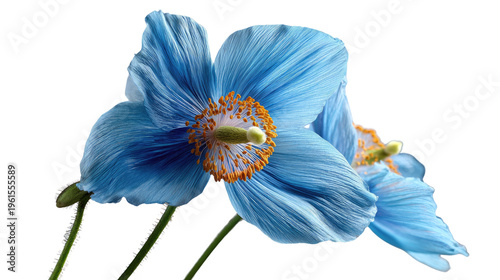 Celestial Poppy: The enchanting image reveals delicate blue Himalayan poppy blossoms, their petals gently unfurling against a soft, subtle background, capturing the essence of serene beauty.