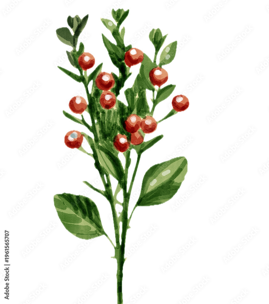 Fototapeta premium Watercolor red berry branch botanical illustration isolated on white