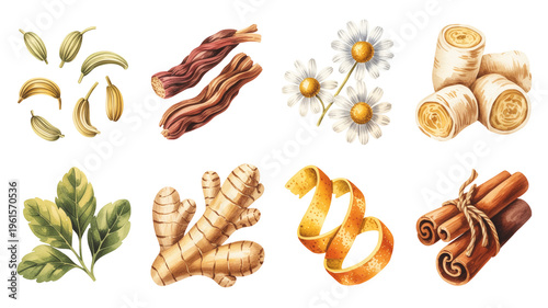 Watercolor soothing herbal set with fennel, licorice root, chamomile, ginger, orange peel and cinnamon on transparent background
