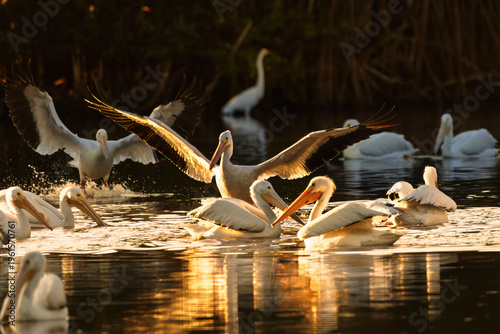 Foto American White Pelican (Pelecanus erythrorhynchos) Spreading Wings at Sunset, Ev