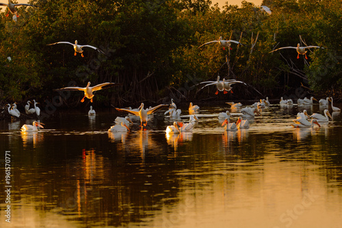 Flock of American White Pelicans (Pelecanus erythrorhynchos) Landing at Sunset, Everglades National Park, Florida