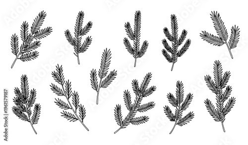 Minimal conifer branch doodle collection vector spruce fir tree set