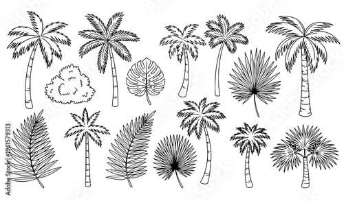Doodle tropical palm tree vector set with fern leaves botanical outline