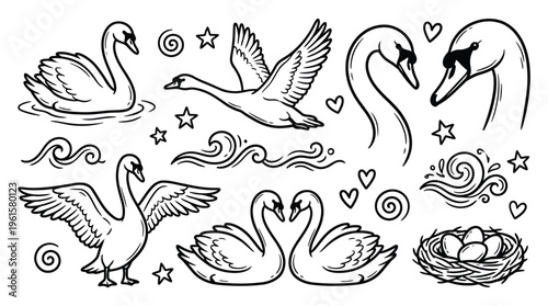 Hand Drawn Swans Illustration Collection – All Fundamental Poses
