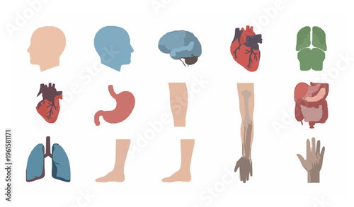 Male body parts anatomy icon set medical human organs vector illustration