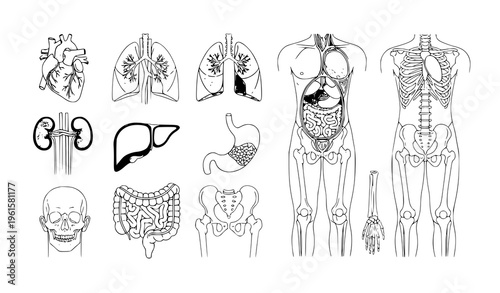 Human anatomy male body parts medical collection vector illustration