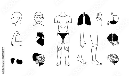 Male anatomy body parts diagram minimal medical vector illustration