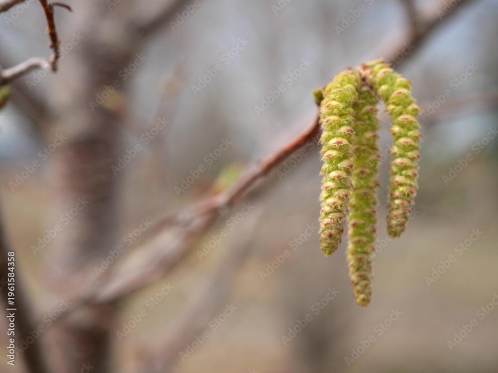 Naklejka premium Ostrya virginiana catkins in early spring, Eastern hophornbeam macro close-up, Colorado USA