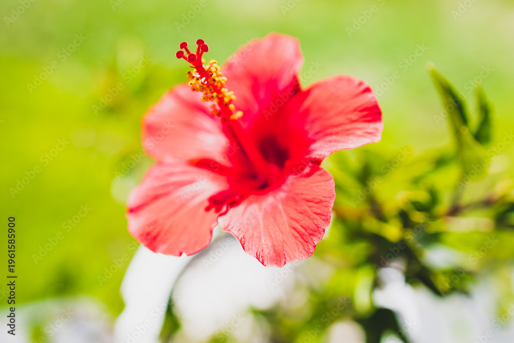 Obraz premium red hibiscus flower in sharp focus with lush green lawn background