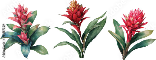 bouquet of flowers isolated on white