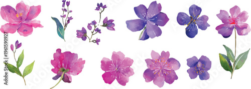 purple crocus flowers isolated